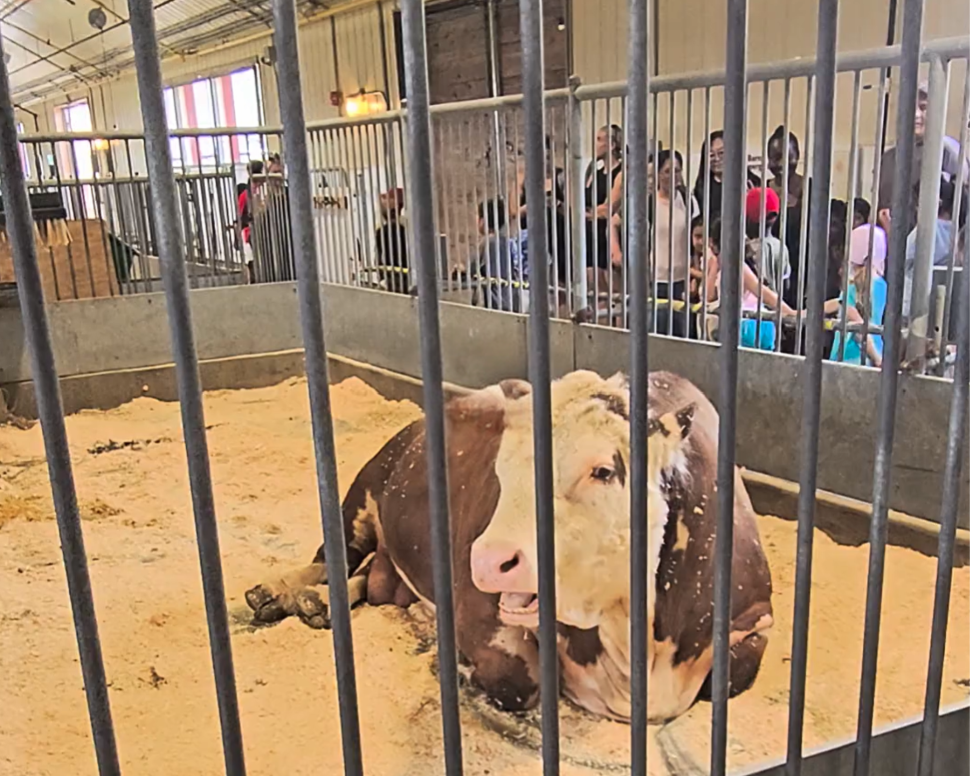 huge Cow Seating
